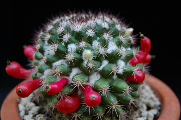 Mammillaria mammilliaris - Wooly nipple cactus - Exotic Succulent Cactus - 5 Seeds