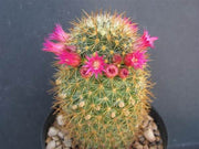 Mammillaria rekoi ssp aureispina - Exotic Succulent Cactus - 10 Seeds