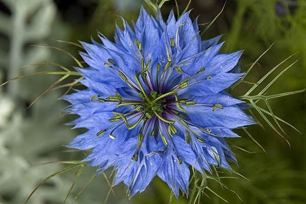 black cumin seed flower Nigella sativa - Black Cumin / Black Caraway Seeds