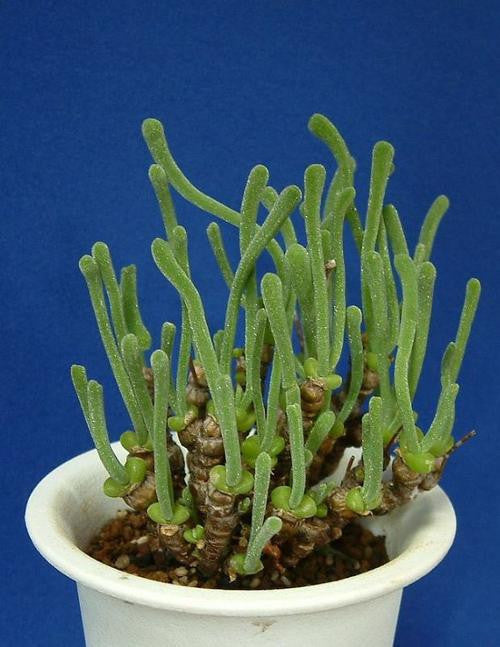 blue pearl potted plant succulent seeds Monilaria Pisiformis - String of Pearls Seeds