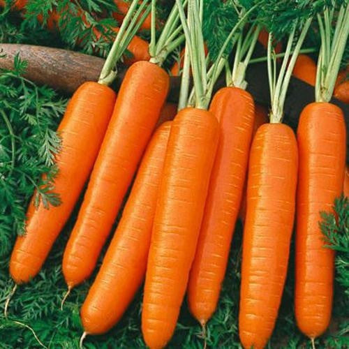 Nantes Scarlet Carrot - ORGANIC - Heirloom Vegetable - 200 Seeds