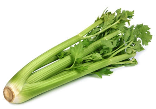 Tall Utah Celery - ORGANIC - Heirloom Vegetable - 500 Seeds
