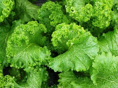 Southern Giant Curled Mustard Greens - ORGANIC - Heirloom Vegetable - 200 Seeds