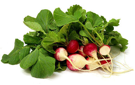 Sparkler Radish - ORGANIC - Heirloom Vegetable - 100 Seeds