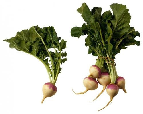 Purple Top White Globe Turnip - ORGANIC - Heirloom Vegetable - 200 Seeds