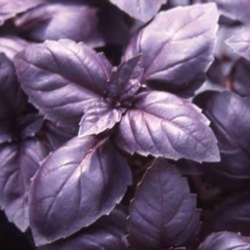 Red Rubin Basil - Herb - 100 Seeds