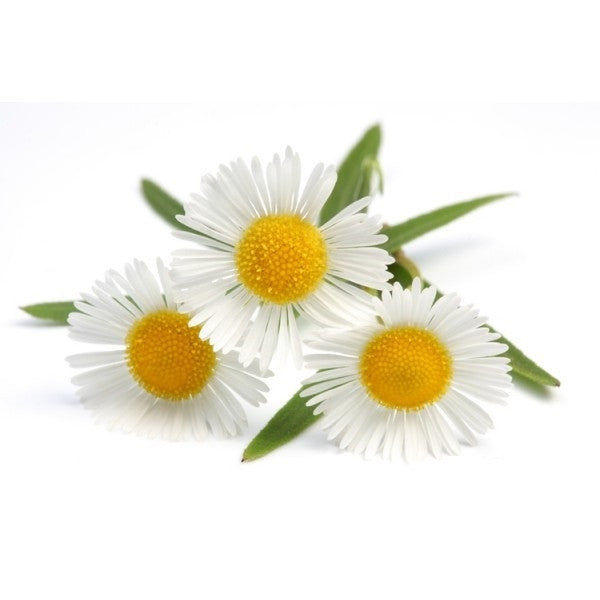 German Chamomile - ORGANIC - Herb - 250 Seeds