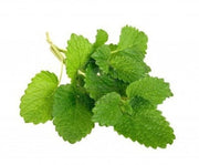 Lemon Balm - ORGANIC - Herb - 60 Seeds