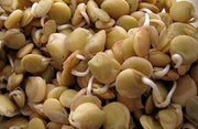 Green Lentils - ORGANIC - Sprouting Seeds