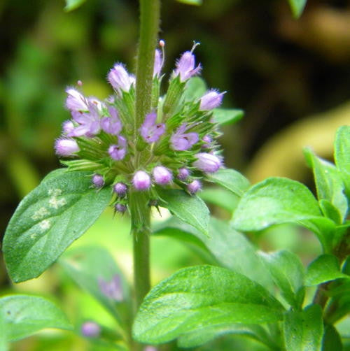 Pennyroyal - Herb - 250 Seeds