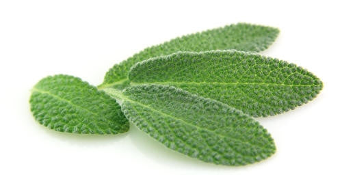 Sage - ORGANIC - Herb - 20 Seeds