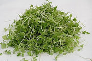 Chinese Cabbage - Sprouting / Microgreen Seeds