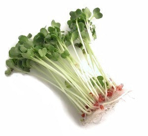 Japanese Radish - Sprouting / Microgreen Seeds