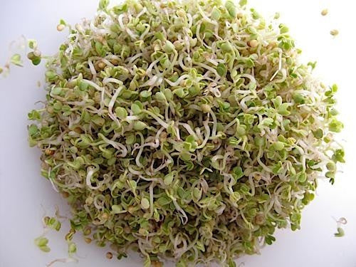Mustard - Sprouting Seeds