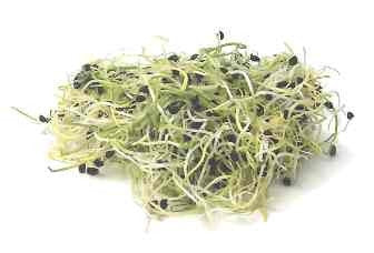 Onion - Sprouting / Microgreen Seeds