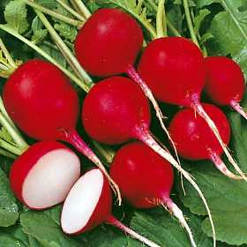 Cherry Belle Radish - Bulk Vegetable Seeds - 200 grams