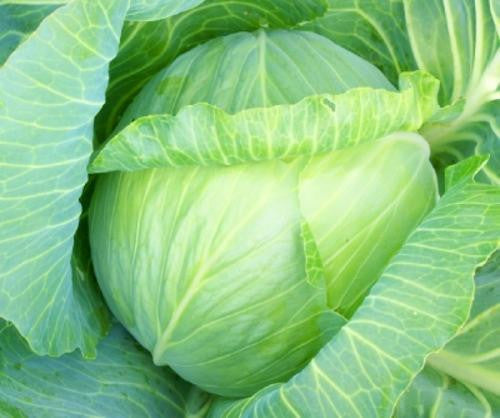 Cabbage Glory of Enkhuizen - Bulk Vegetable Seeds - 200 grams