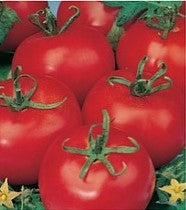 Heinz 1370 Tomato - Bulk Vegetable Seeds - 20 grams