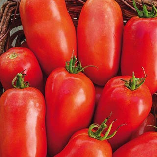 Roma VF Tomato - Bulk Vegetable Seeds - 20 grams