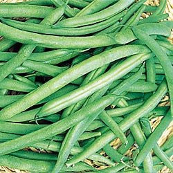 Grenada Beans - Bulk Vegetable Seeds