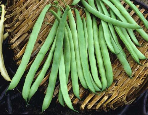 Lazy Housewife Beans - Bulk Vegetable Seeds - 200 grams