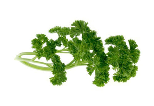 Champion Moss Parsley - Bulk Herb Seeds - 100 grams