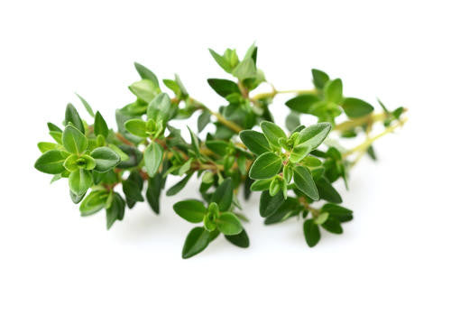 Thyme - Bulk Herb Seeds - 5 grams