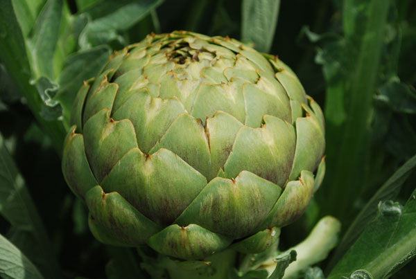 Green Globe Artichoke - Bulk Vegetable Seeds