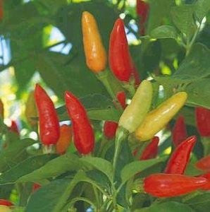 Tabasco Chilli Pepper - Bulk Vegetable Seeds - 10 grams