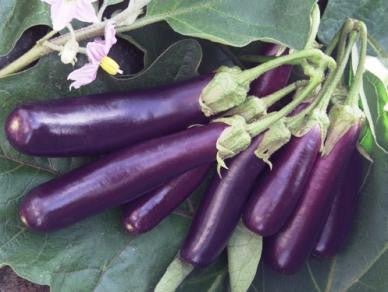 Long Purple Eggplant - Bulk Vegetable Seeds - 100 grams