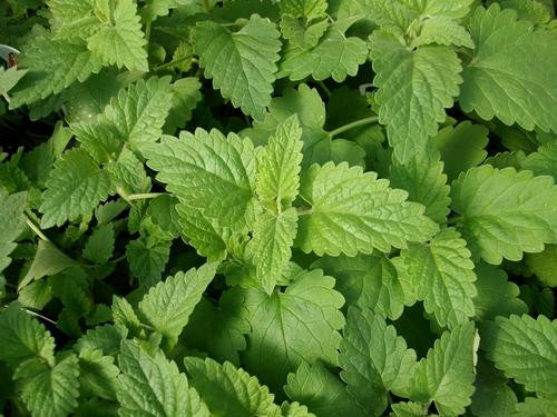 Catnip - Bulk Herb Seeds - 20 grams