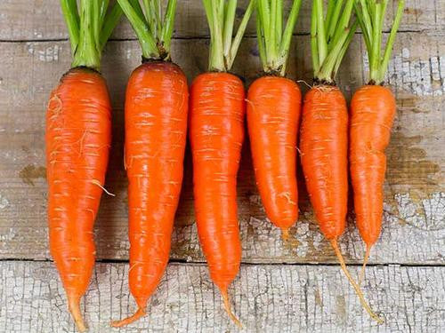 Kuroda Carrot - Bulk Vegetable Seeds - 100 grams