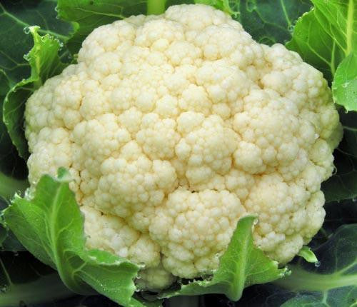 Snowball Cauliflower - Bulk Vegetable Seeds - 100 grams