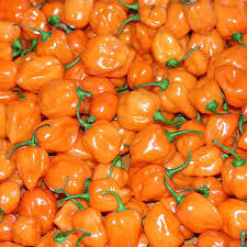 Orange Habanero Chilli Pepper - Bulk Vegetable Seeds - 10 grams