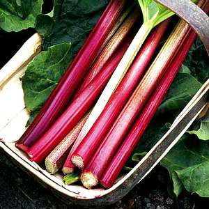 Victoria Rhubarb - Bulk Vegetable / Fruit Seeds - 5 grams