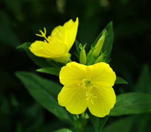 Evening Primrose - Bulk Herb Seeds - 50 grams