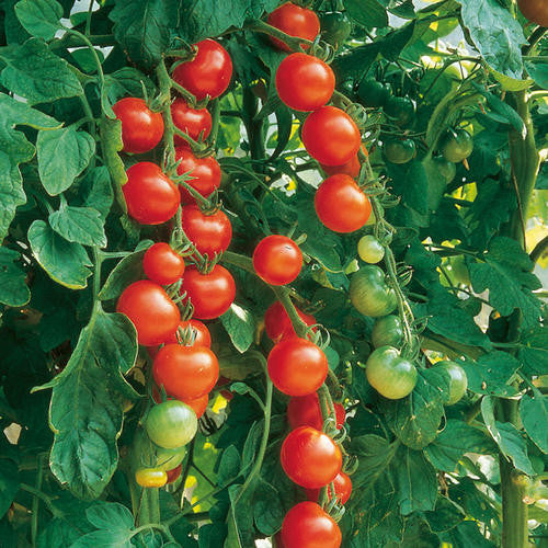 Gardeners Delight Cherry Tomato - Bulk Vegetable Seeds - 200 seeds