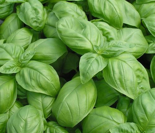 Large Leaf Sweet Basil - Bulk Herb Seeds - 100 grams