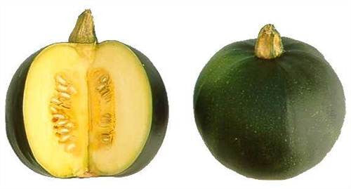 Rolet Gem Squash - Bulk Vegetable Seeds