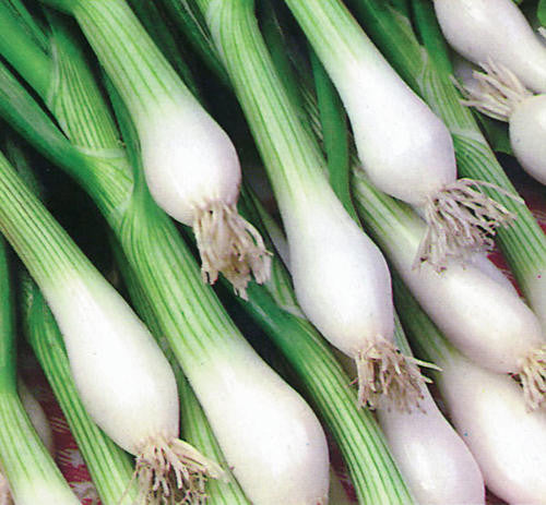 White Lisbon Spring Onion / Bunching Onion - Bulk Herb Seeds - 20 grams