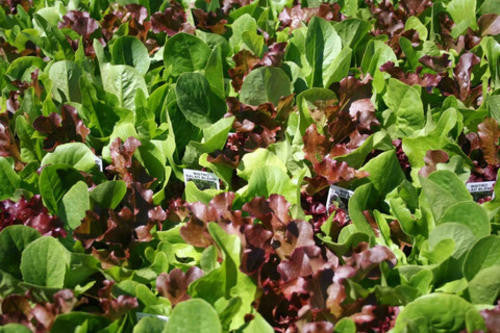 Gourmet Baby Leaf Lettuce Salad Blend - Bulk Vegetable Seeds - 20 grams
