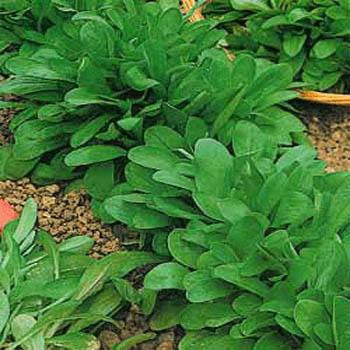 Cornsalad - Bulk Vegetable Seeds - 50 grams