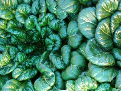 Tatsoi Mustard Greens - Bulk Vegetable Seeds - 100 grams