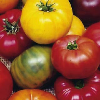 Rainbow Blend Tomato - Bulk Vegetable Seeds - 200 seeds