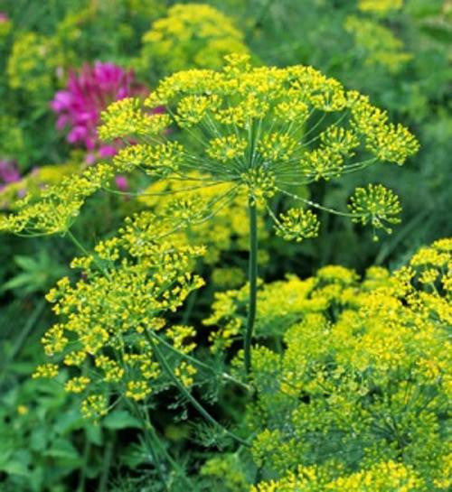 Bouquet Dill - ORGANIC - Herb - 100 Seeds