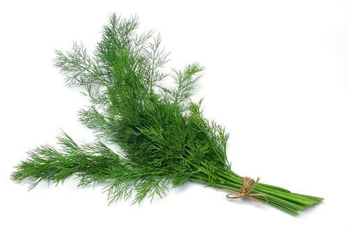 Mammoth Long Island Dill - ORGANIC - Herb - 100 Seeds