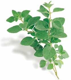 Greek Oregano - ORGANIC - Herb - 100 Seeds