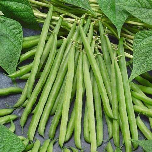 French Garden Beans - ORGANIC - Heirloom Vegetable - 10 Seeds