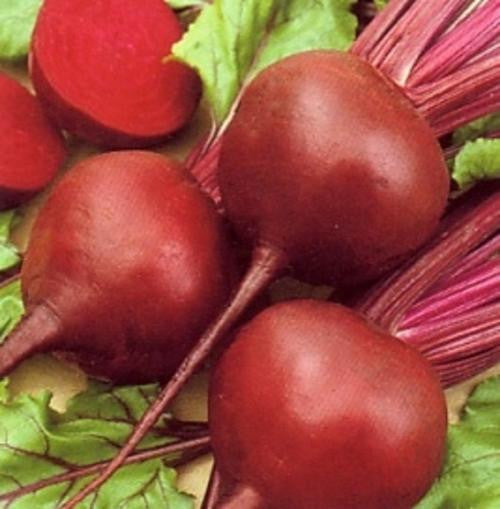 Early Wonder Beetroot - ORGANIC - Heirloom Vegetable - 50 Seeds