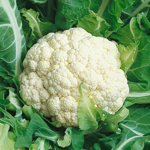Snowball Cauliflower - ORGANIC - Heirloom Vegetable - 100 Seeds